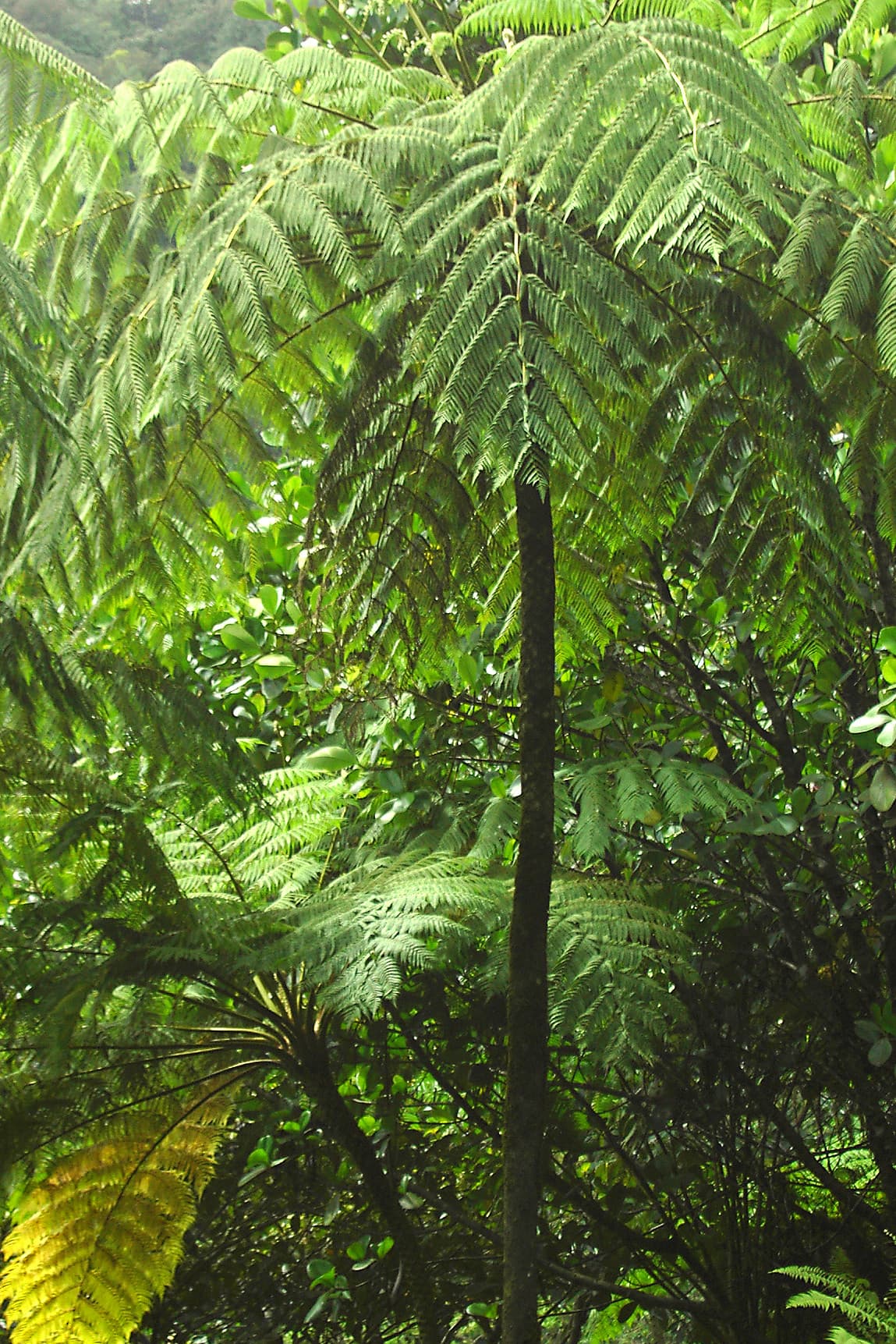 Tree fern, cooked, with salt