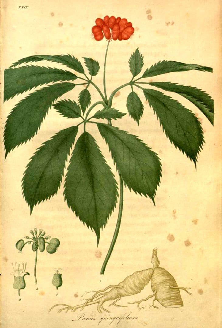 American ginseng